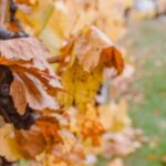 tina-witherspoon-H3QKtIhVbyw-unsplash